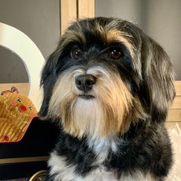 Wasabi - Havanese