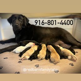 Labrador Retriever Puppies from Red Barn Family Labs