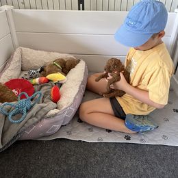 Poodle Puppies from Bruno & Co. Puppies