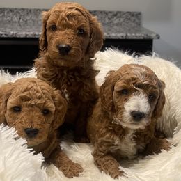 Goldendoodle and Poodle Puppies from Duffey’s IncrediDoodles