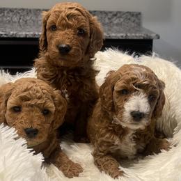 Goldendoodle and Poodle Puppies from Duffey’s IncrediDoodles