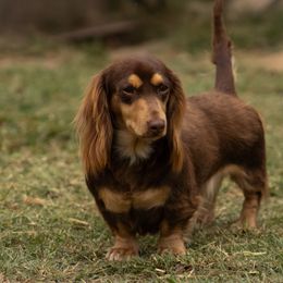 Sadie - Dachshund