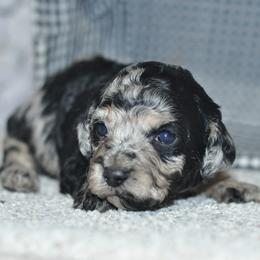 Scarlette - Merle female Cockapoo puppy in Moulton, Iowa from Shondel Puppy Paws
