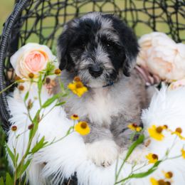 Bordoodle Puppies from 2J 2K Bordoodles