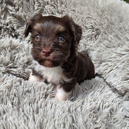 Rocket - Chocolate male Havanese puppy in Semmes, Alabama from Hayden's Havanese
