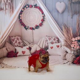 Reba - French Bulldog