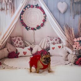 Reba - French Bulldog