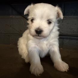 Maltese Puppies from Ayres to Heirs Puppy Co.