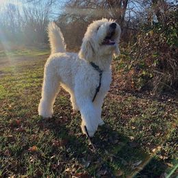 Goldendoodle and Poodle All Grown Up from Colorful Creations Doodles and Poodles