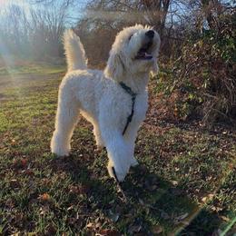 Goldendoodle and Poodle All Grown Up from Colorful Creations Doodles and Poodles