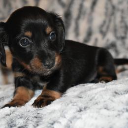 Allie - Black and tan female Dachshund puppy in Texas from Sparkles & Spurs Mini Dachshunds