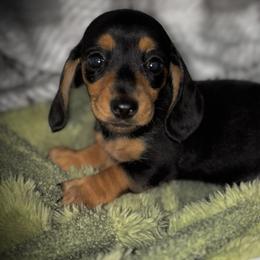 Barbie - Chocolate and tan female Dachshund puppy in Boerne, Texas from Maravillas Dachshunds LLC