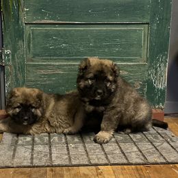 Caucasian Shepherd Dog Puppies from Sila V Krovi