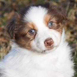 Virginia - Red tri-color female Australian Shepherd puppy in Easton, Missouri from MMA Kennel
