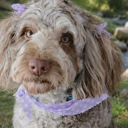 Ruby - Aussiedoodle