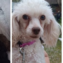 Poodles from Peggy Sanchez