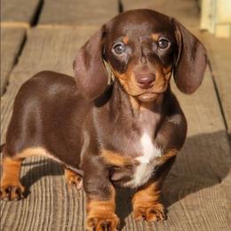 Zipper - Chocolate and tan female Dachshund puppy in Mountain Grove, Missouri from Blueprint K9 Dachshunds- www.BlueprintK9.com