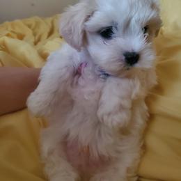 Moses - White male Maltese puppy in Chambersburg, Pennsylvania from Vazquez Maltese