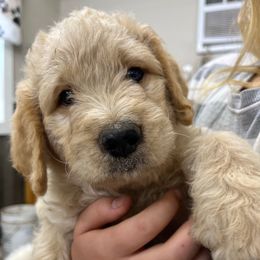 F1B ICA Patsy - Apricot female Pyredoodle puppy in Prescott, Washington from Washington Bernedoodles & Pyredoodles