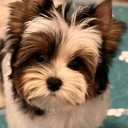 Cooper - Black tan and white male Biewer Terrier puppy in Louisiana from Maddylane Biewer Terriers
