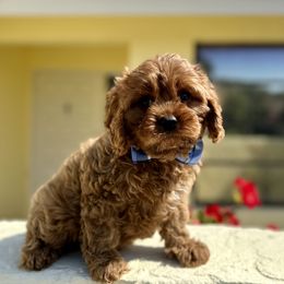 Cavapoo, Cockapoo, and Poodle Puppies from Benji’s Cockapoos