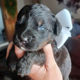 Willow White - Black and white female Bernedoodle puppy in Delphos, Ohio from Route 66 Poodles & Doodles, Sapphire Shih-tzu's of Ohio