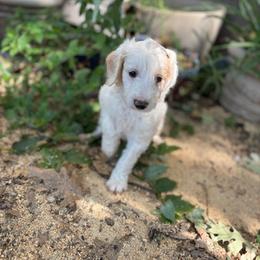 Coconut - Cream male Labradoodle puppy in Somerset, California from Annie’s Animals