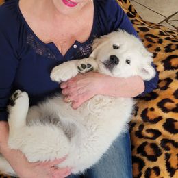 Golden Retriever Puppies from Kathleen Harris
