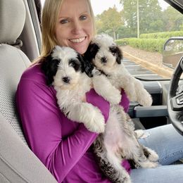 Goldendoodle Puppies from Patriot Puppies