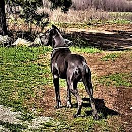 Valor - Great Dane