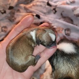 Girl 1 - Black sabled fawn Chihuahua puppy in Gray, Louisiana from Chi Chi's Place