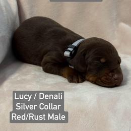 Silver Collar - Red and rust male Doberman Pinscher puppy in Lake City, Florida from Paintedcrazy Doberman Pinchers