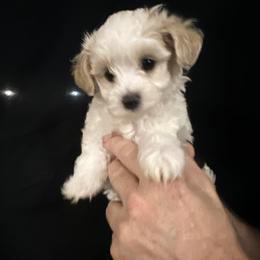 Maltipoo Puppies from Fox Family