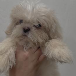 Rían Royal - White male Shih Tzu puppy in Cedar Hill, Texas from Puppy Paper House
