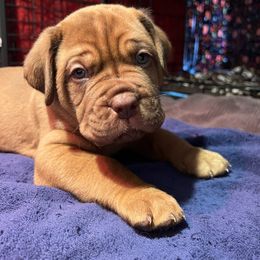 Dogue de Bordeaux Puppies from Toni  Young