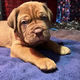 Dogue de Bordeaux Puppies from Toni  Young