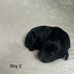 Darling boy 2 - Black white and tan male Springerdoodle puppy in Tempe, Arizona from Springerdoodles Plus AZ