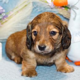 Josie - Red female Dachshund puppy in Bellville, Ohio from JK Mini Doxies