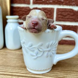 Goldendoodle and Poodle Puppies from SnickerDoodlePups