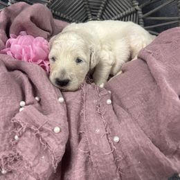 Blossom - White female Poodle puppy in Poplarville, Mississippi from Southern Belle Poodles