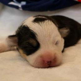 Liberty - Black and tan female Pembroke Welsh Corgi puppy in Arcanum, Ohio from Weissway Corgis
