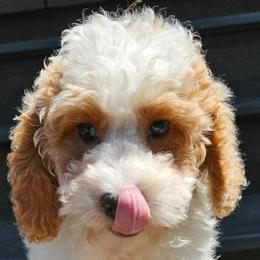 Leon - Red and white male Cockapoo puppy in Lebanon, Kentucky from Mosaic Merle Doodles