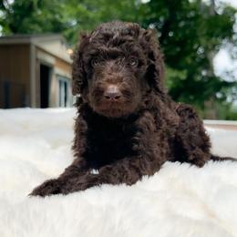 Pancake - Chocolate male Goldendoodle puppy in Osage City, Kansas from Golden Ridge Goldens