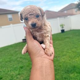Leo - Apricot male Poodle puppy in Kissimmee, Florida from Poodles Are Mixy