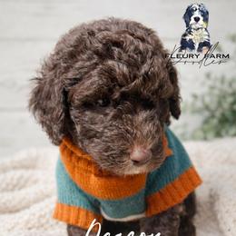 Deacon - Brown male Whoodle puppy in Knoxville, Tennessee from Fleury Farm Doodles TN