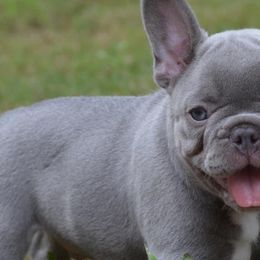 French Bulldogs from BlackMoon Frenchies