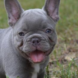 French Bulldogs from BlackMoon Frenchies