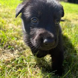 Brown Boy - Panda male German Shepherd puppy in Wayne, Maine from Copper Hill German Shepherds