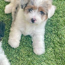 Aussiedoodle Puppies from Mini AussieDoodle Puppies