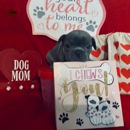 French Bulldog Puppies from Fur Baby Farms